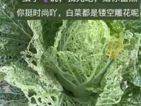 女子种菜不打农药收获“蕾丝白菜”，虫虫限定版！